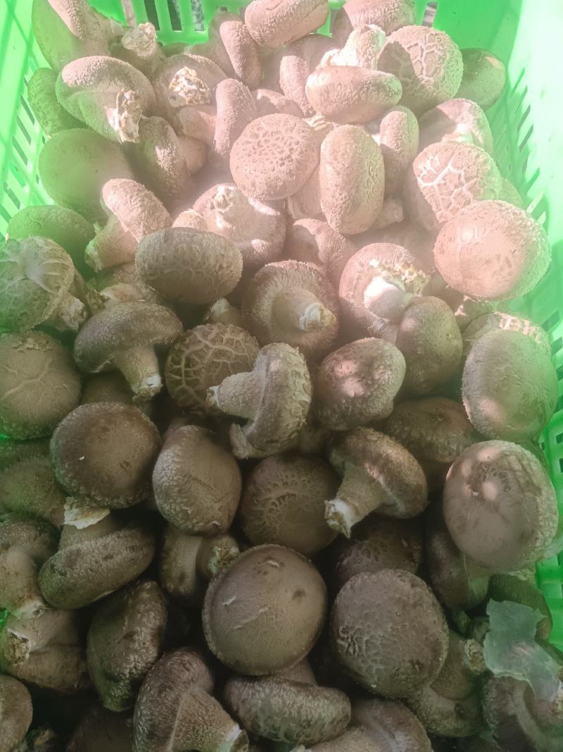 0912香菇基地直供-货源稳定质量保证支持视频看货