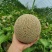 大量上市赤峰牛三网纹瓜
