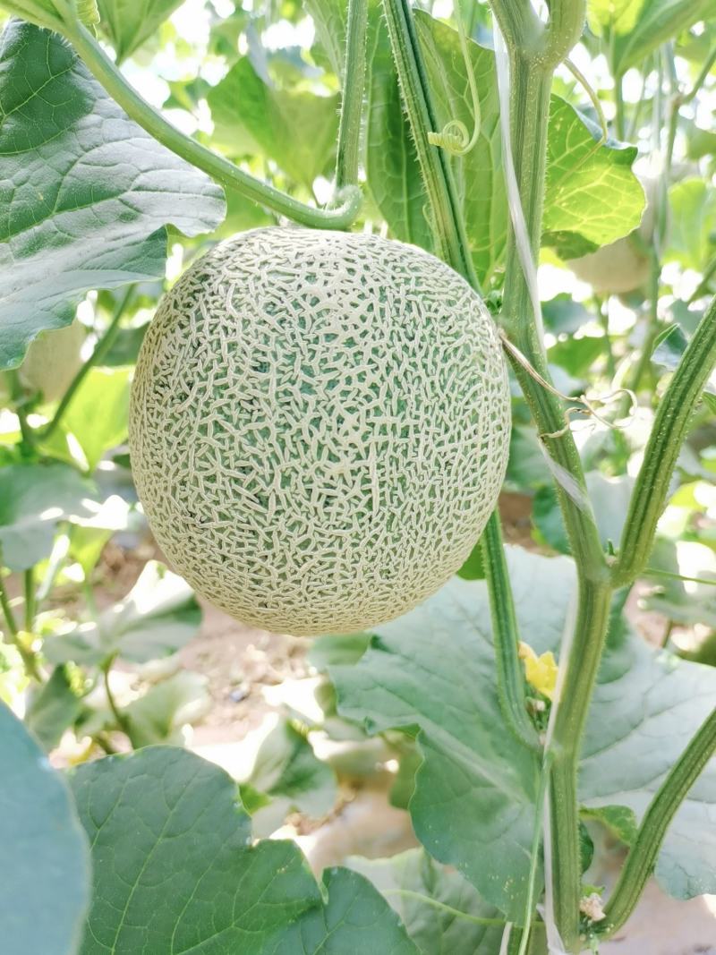 大量上市赤峰牛三网纹瓜