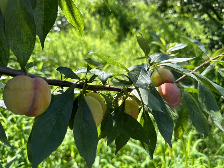李子酒与女性健康生活插画