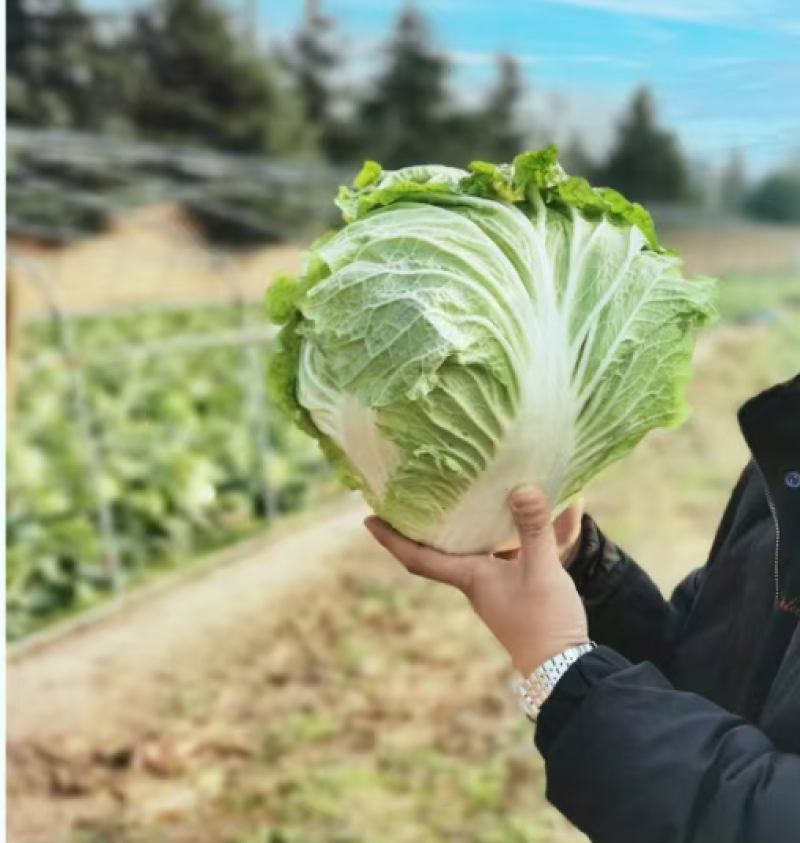 杨凌高科精纯秦白2号（秦白号二号升级品种）更好吃
