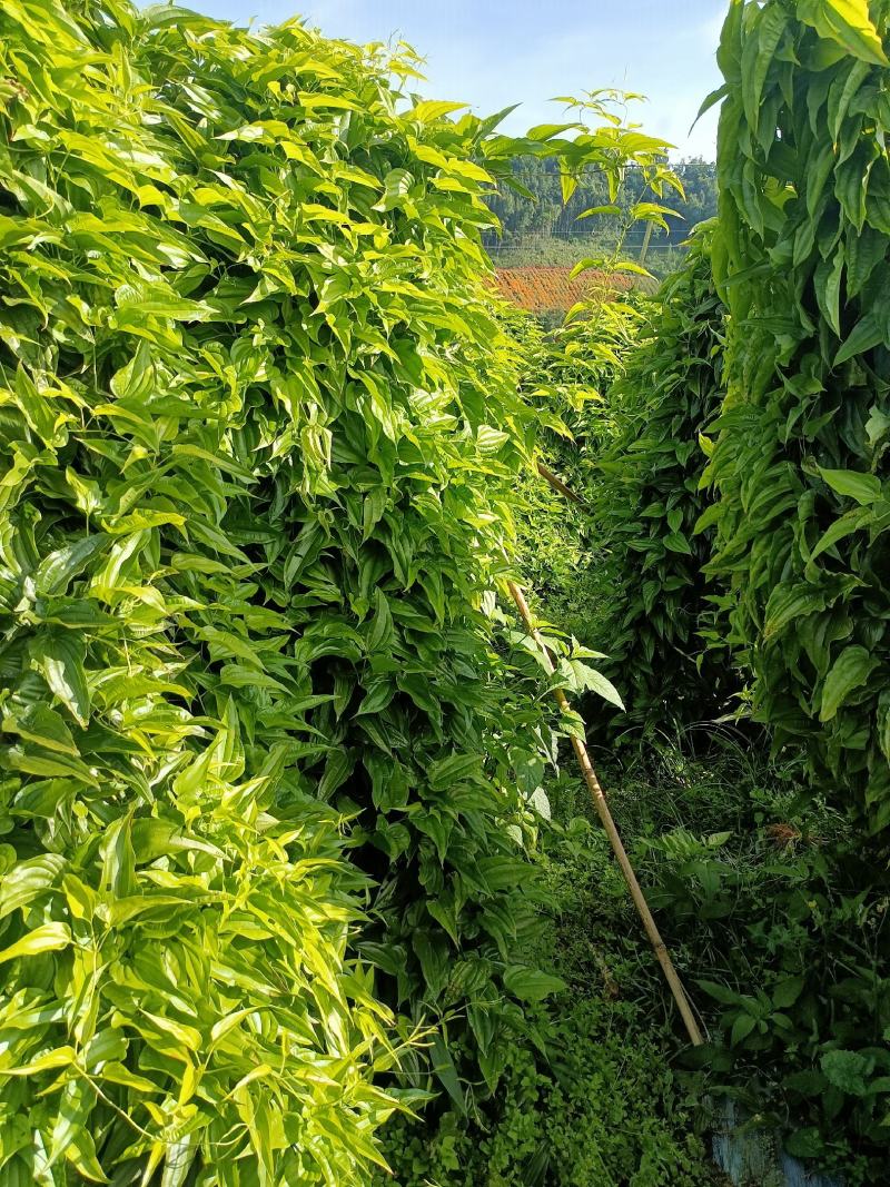 优质品种红花，紫花(苗和种子都有)
