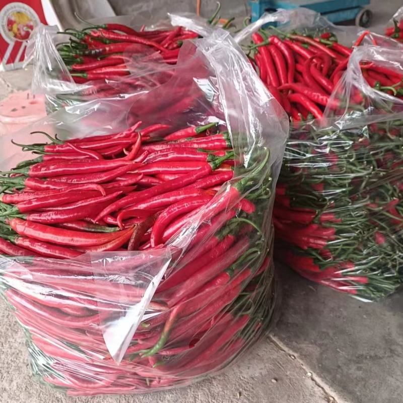 新鲜红线椒现摘现发产地直供一手货源品质保证欢迎来电