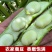 新鲜蚕豆现摘现发产地直供品质保证全国发货价格优惠