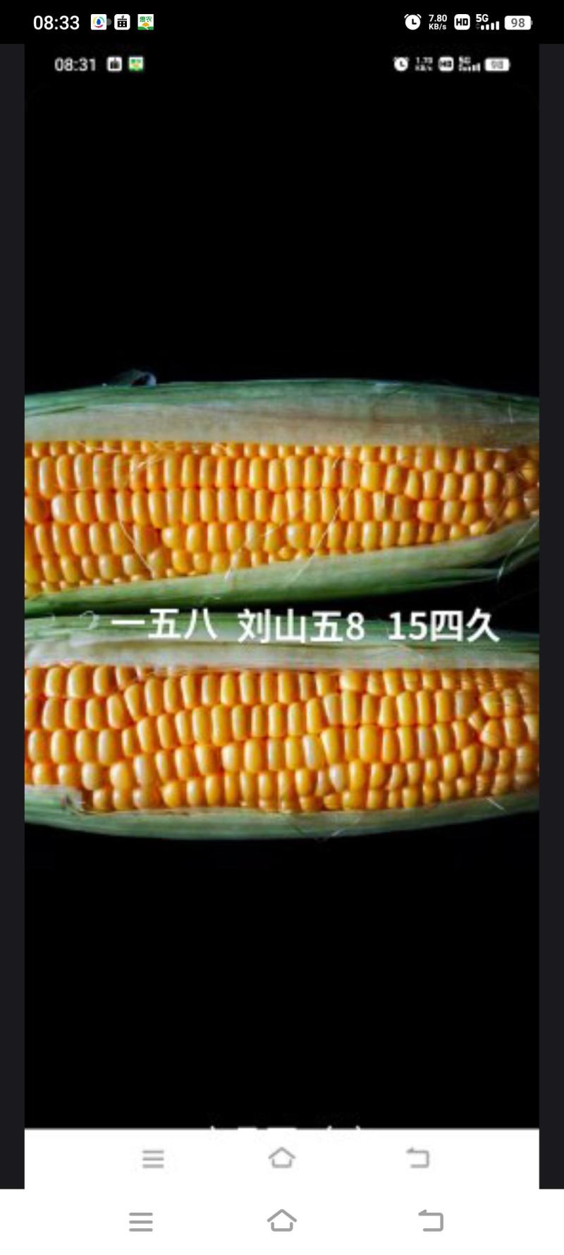 鲜玉米