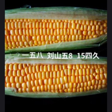 鲜玉米
