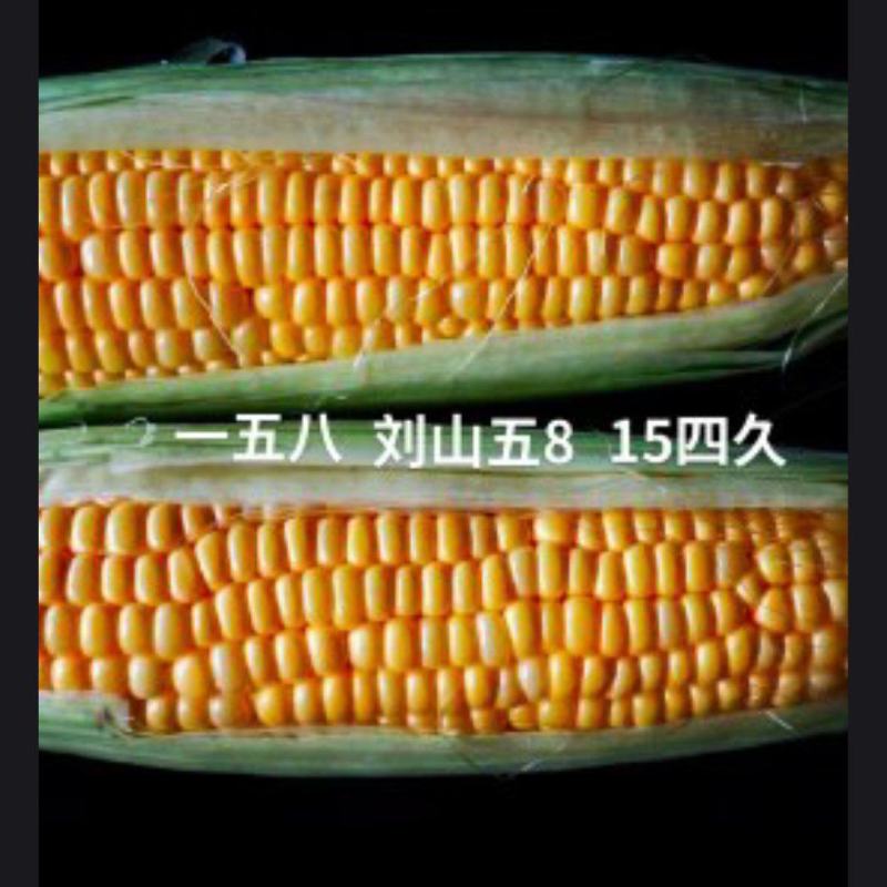 鲜玉米