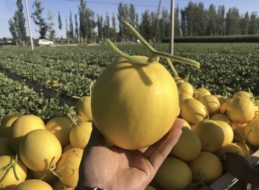 伊丽莎白甜瓜展示图