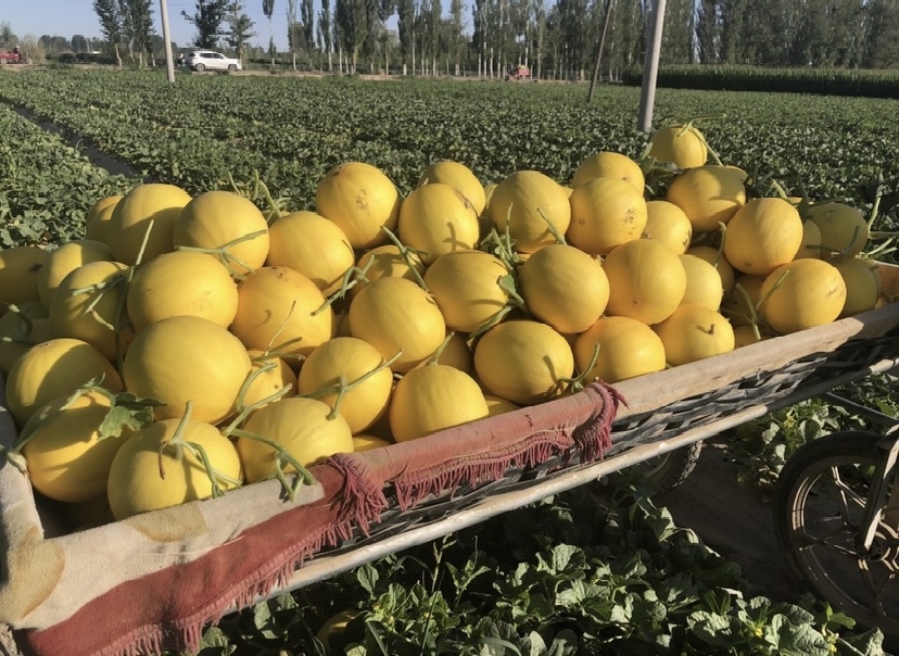 花蕾甜瓜采摘过程