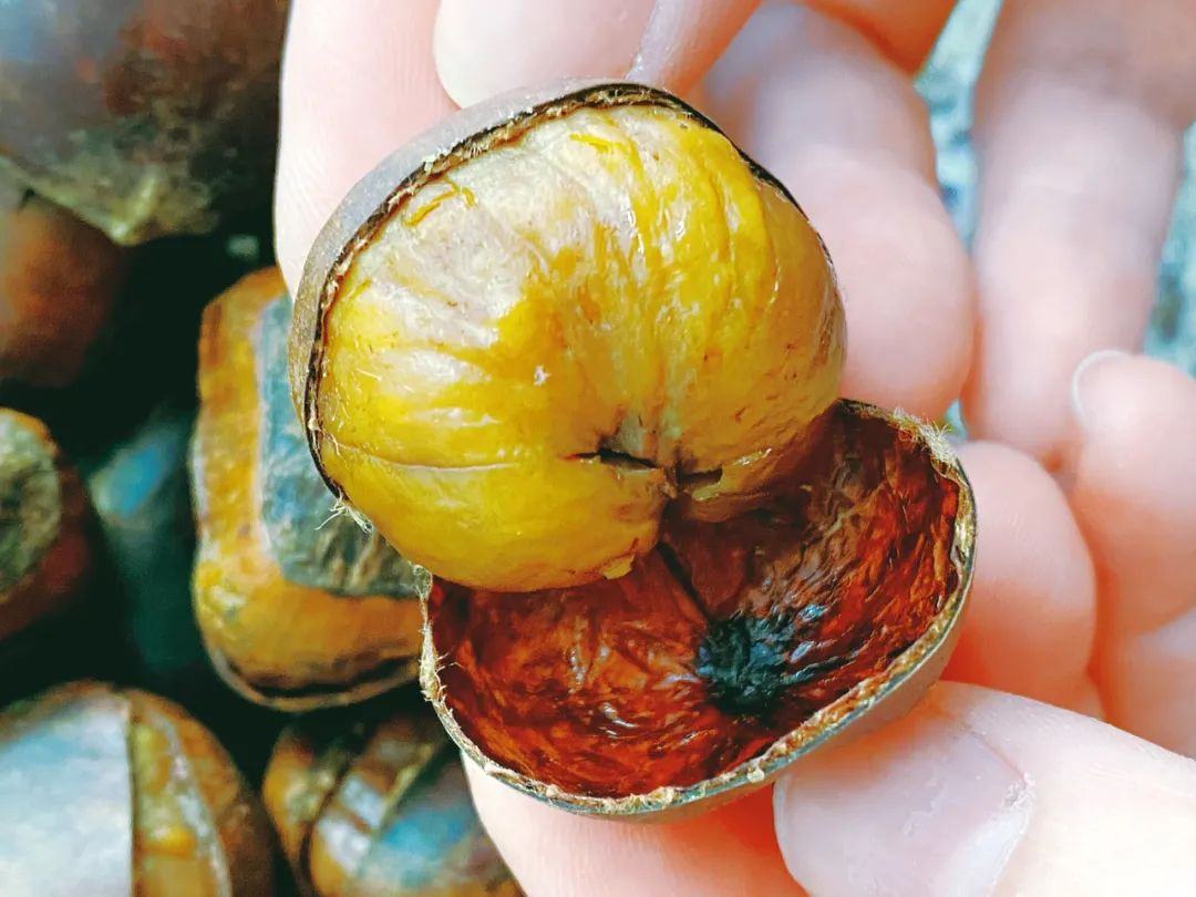 新鲜剥壳的栗子实物图,展示其金黄色果肉与质地 栗子实物图