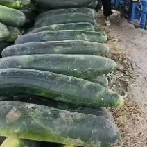 安徽省亳州市谯城区，黑皮大东瓜一手货源