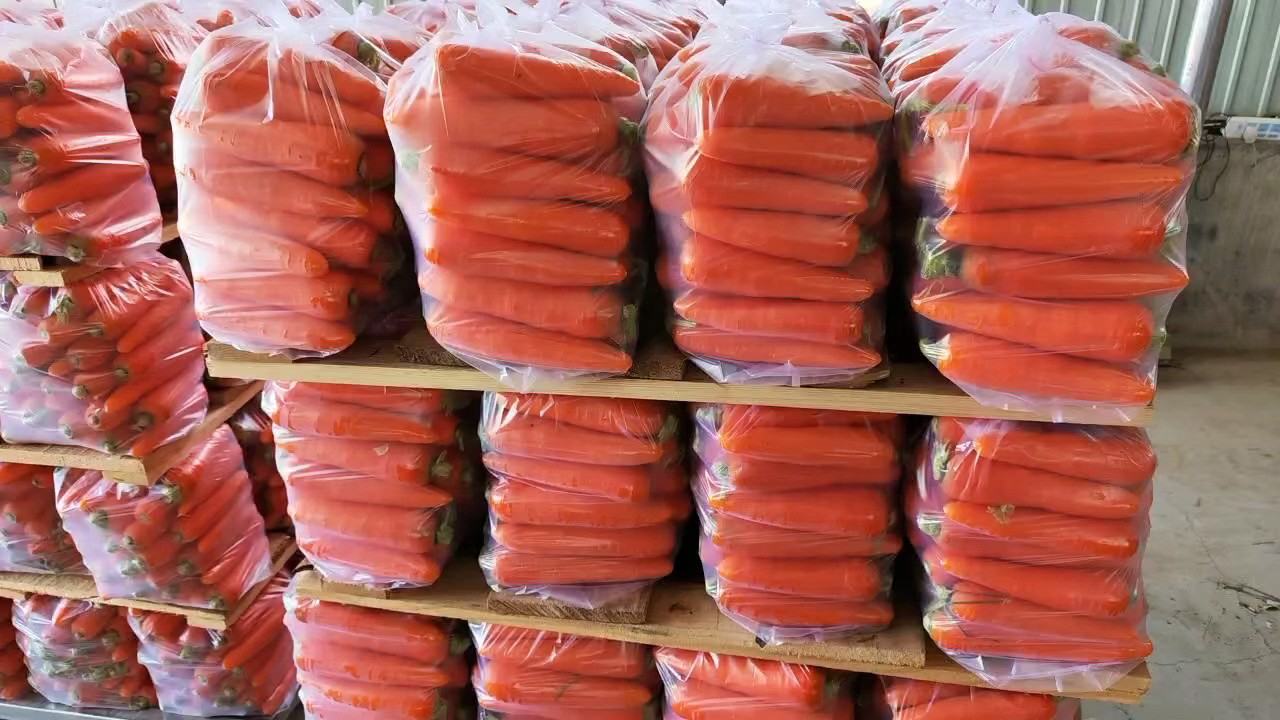 三红胡萝卜多场景应用组图：左侧为洗净去缨的整根红萝卜并排摆放；中部为横切圆片堆叠成花形，显露清晰红肉红芯结构；右侧为玻璃杯中盛放淡粉色胡萝卜苹果混合果蔬汁，表面漂浮一小片红萝卜薄片