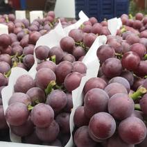 河北威县巨峰葡萄大量上市，需要的抓紧