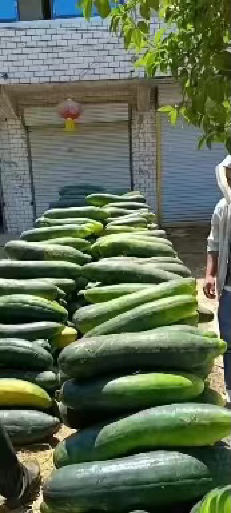 东瓜
