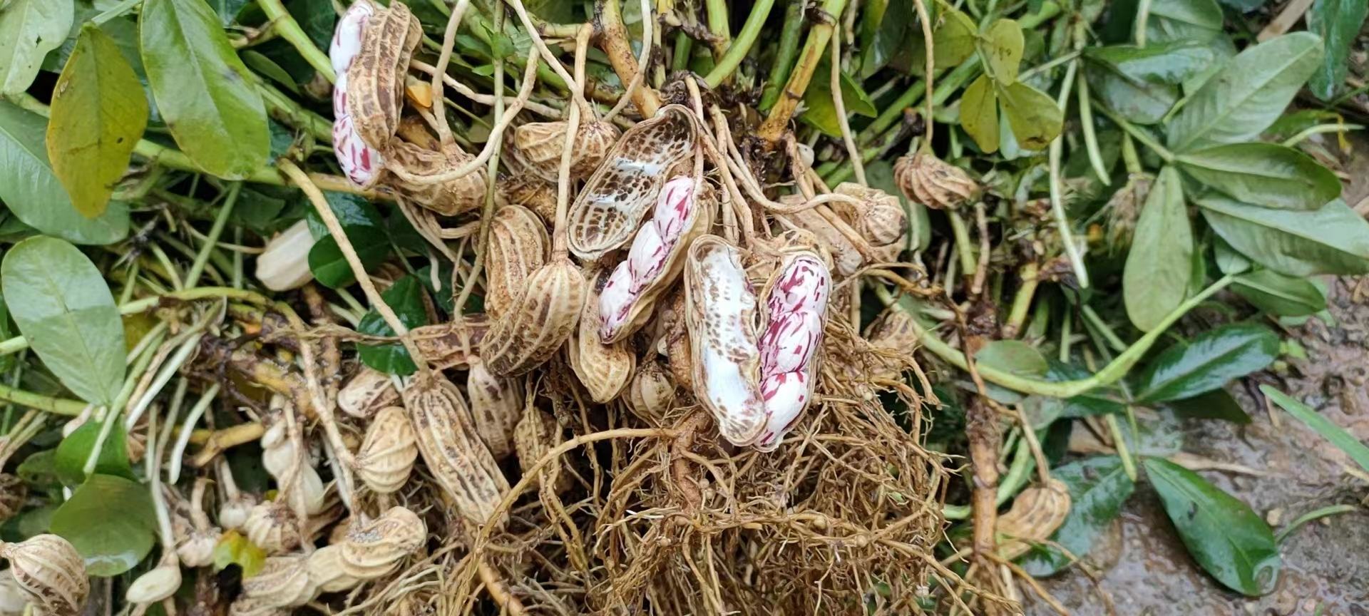 黑皮花生特写：饱满带光泽的紫黑色椭圆形荚果，外壳纹理清晰，部分已剥开露出深紫红色子叶，背景为褐色沃土与绿色秧苗