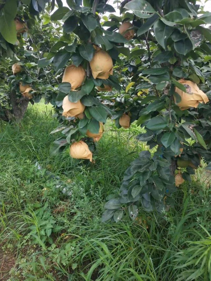 翠冠82蜜梨，酥脆甘甜，汁水大，核小，