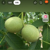 青皮核桃