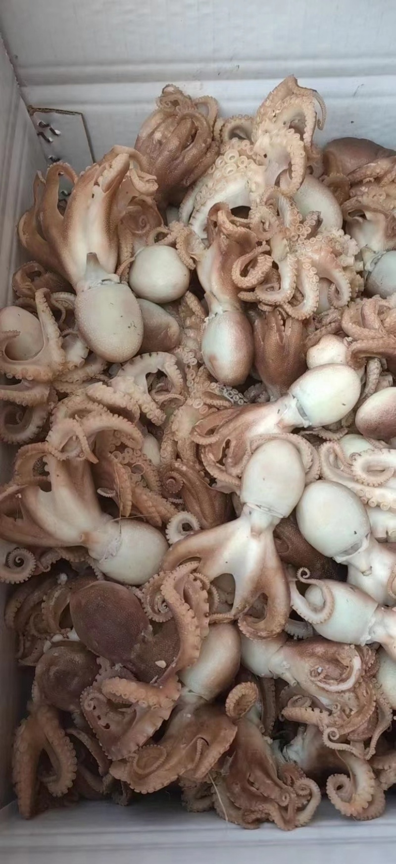 海产品代办，加工