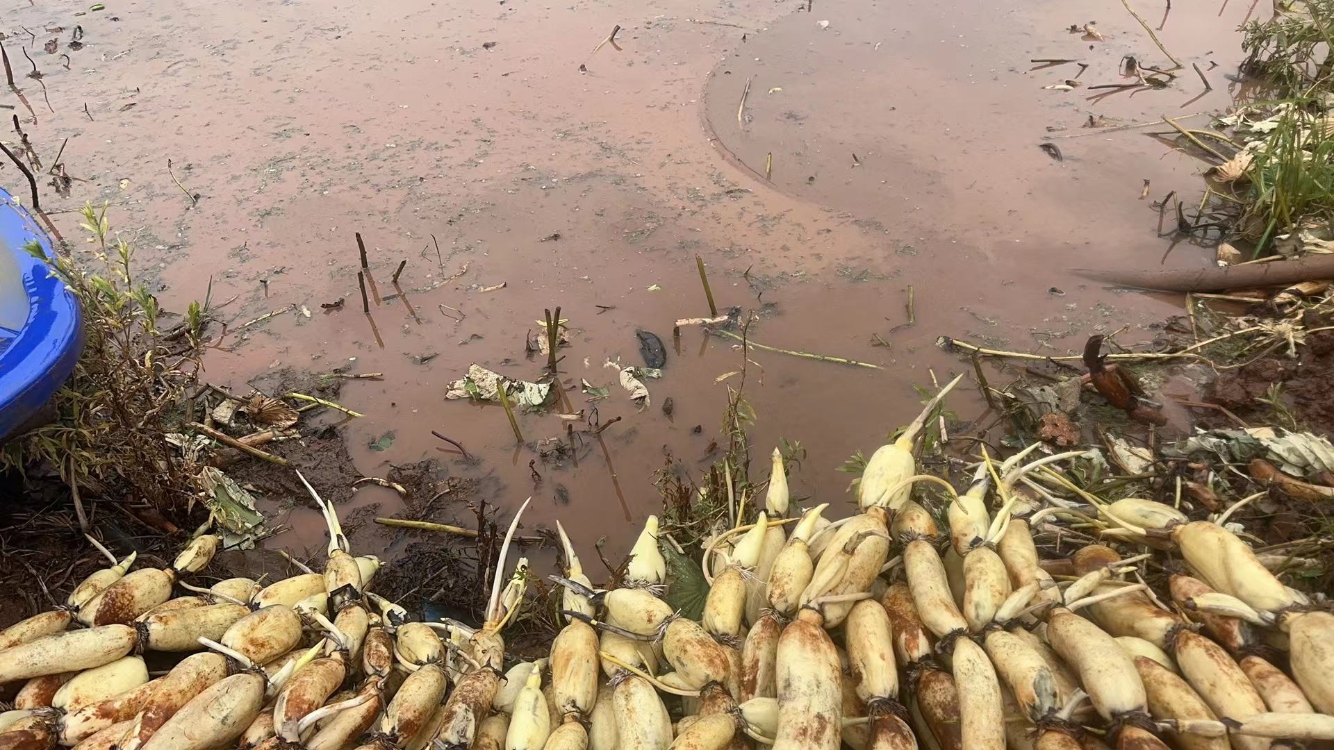 莲藕在田间成熟期的生长状态 莲藕田间成熟期