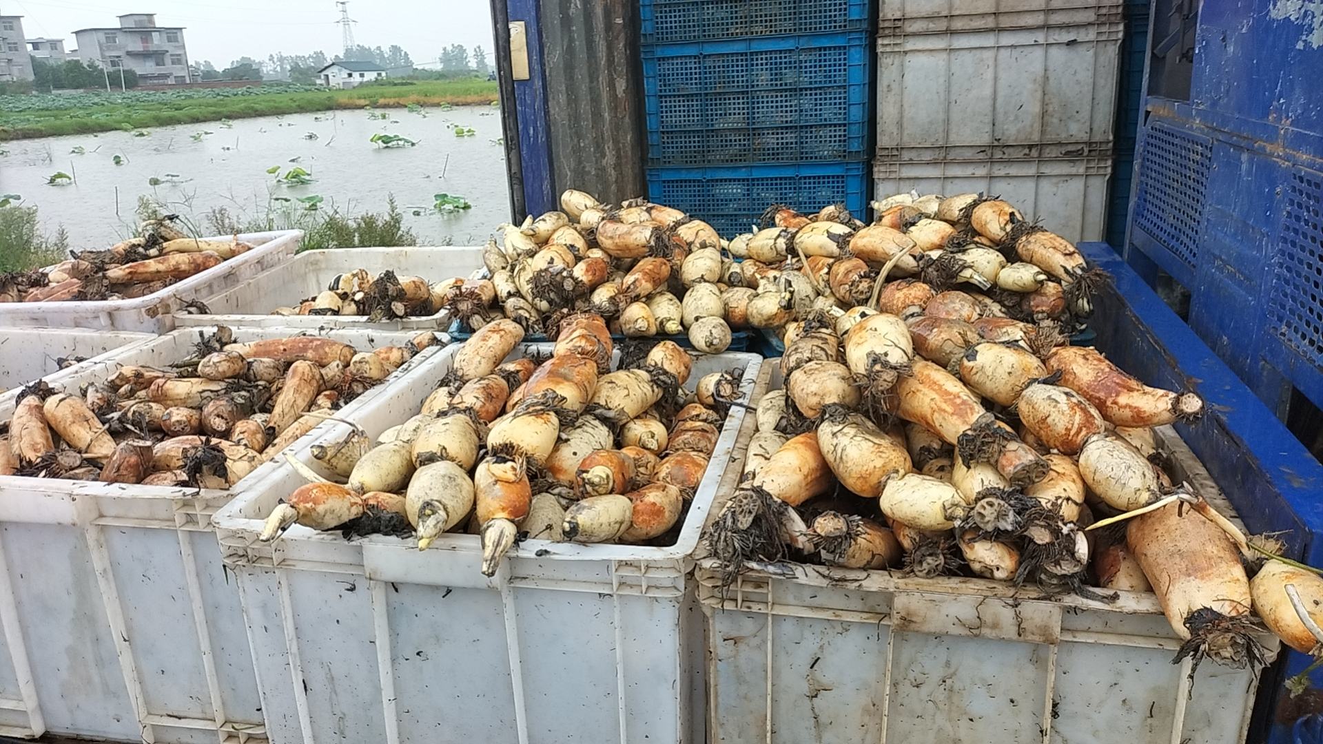 莲藕产品展示