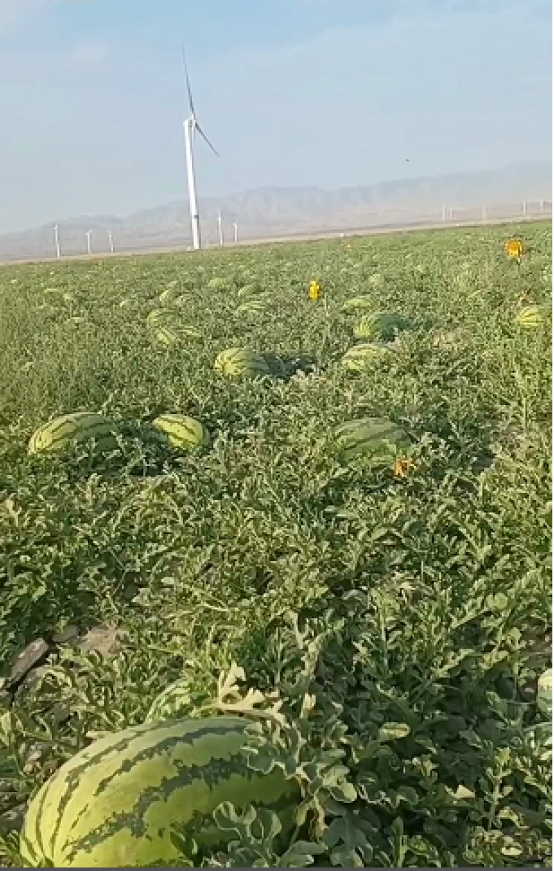 宁夏中卫西沙瓜代办代发货全国各地代发大量上市欢迎咨询