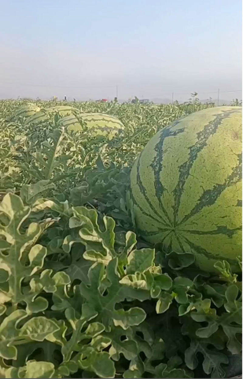 宁夏中卫西沙瓜代办代发货全国各地代发大量上市欢迎咨询