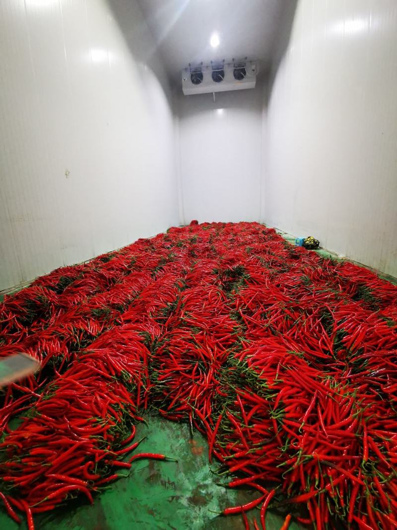 贵州高山鲜红线椒，3号7号椒持续走单中量大从优