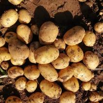 本地沃土土豆实验一沃土V7大量供应保质保量欢迎电