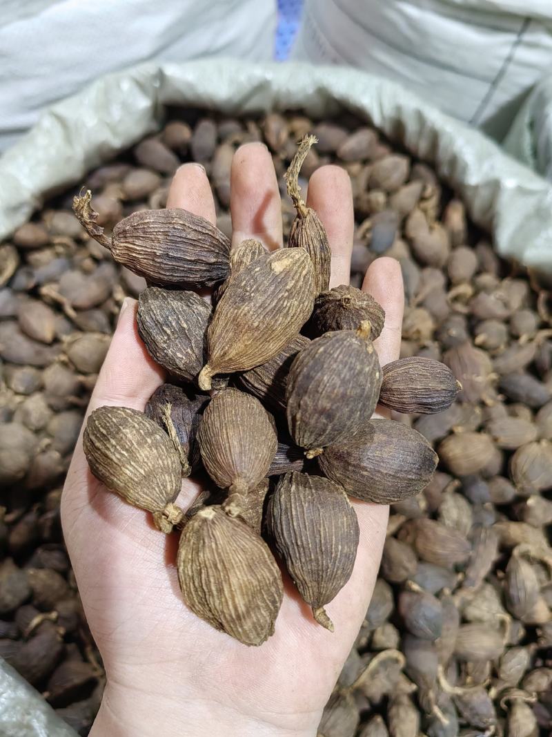 草果云南一手货源批发实价产地直发卤肉炖肉香料