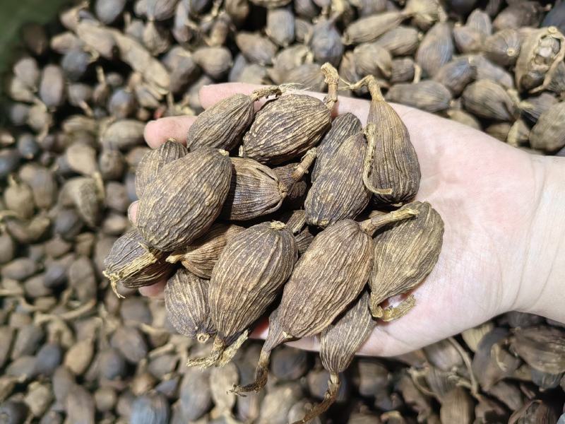 草果云南一手货源批发实价产地直发卤肉炖肉香料
