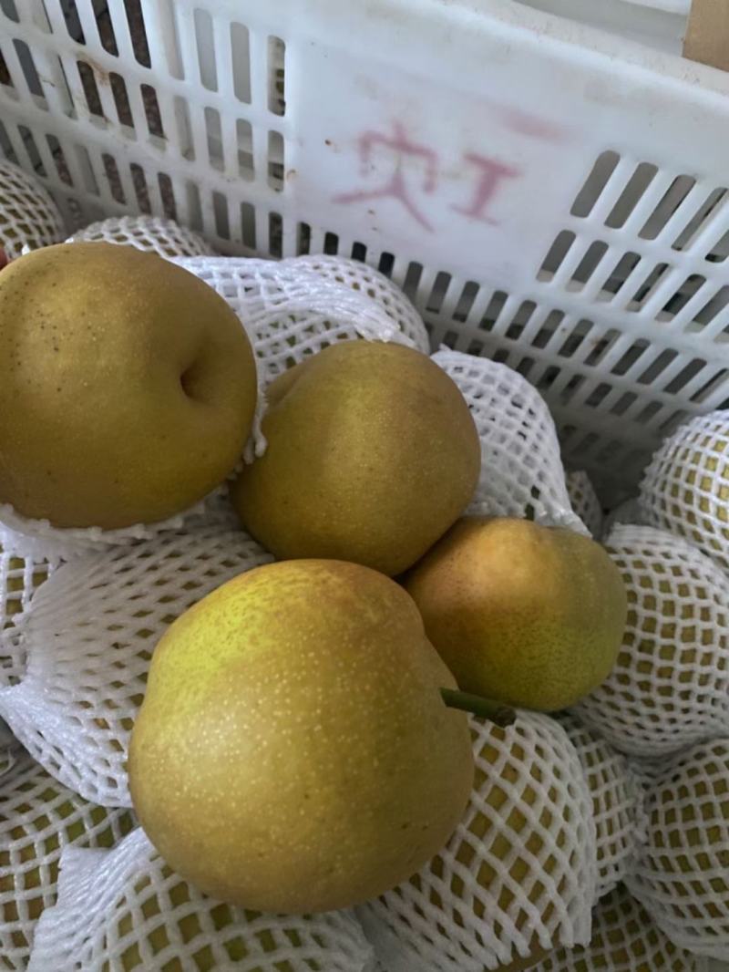 万州脆冠梨大量上市，30万斤大园子，需要的联系