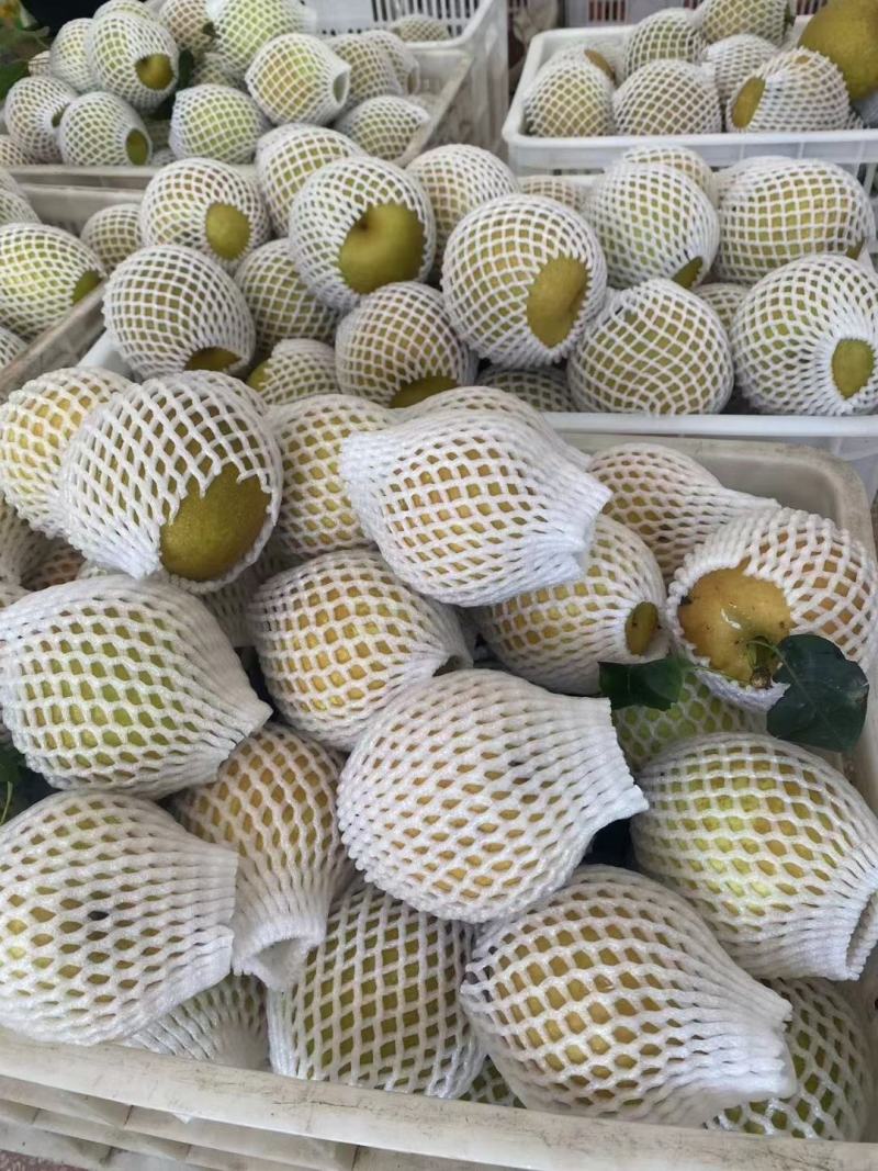 万州脆冠梨大量上市，30万斤大园子，需要的联系