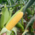 太阳花水果玉米保质保量大量供应可视频看货专业代发欢迎电联