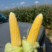 太阳花水果玉米保质保量大量供应可视频看货专业代发欢迎电联