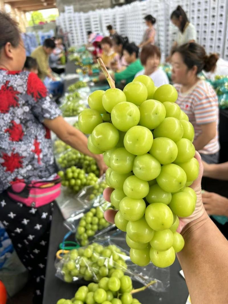 葡萄，阳光玫瑰，糖度18，大颗粒均匀饱满，产地一手货源