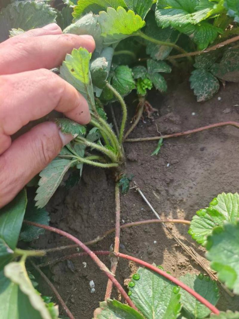 宁玉草莓苗安徽阜阳现场看货实地看货按需求分拣打包提供各类包装