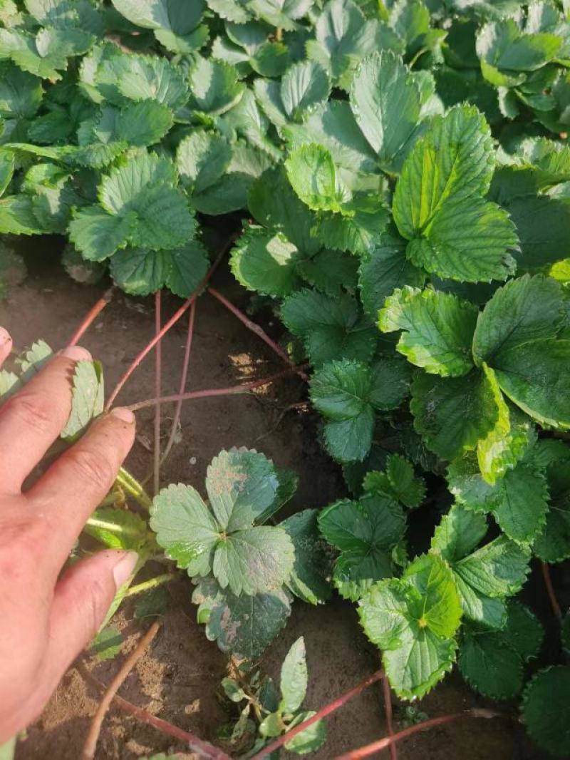 宁玉草莓苗安徽阜阳现场看货实地看货按需求分拣打包提供各类包装
