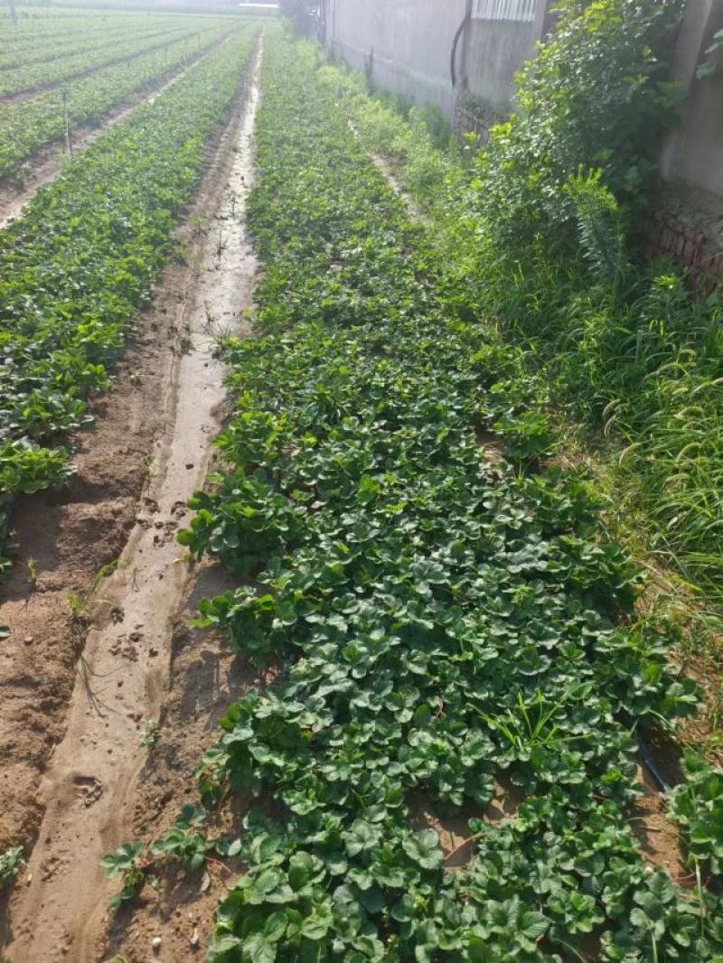 宁玉草莓苗安徽阜阳现场看货实地看货按需求分拣打包提供各类包装