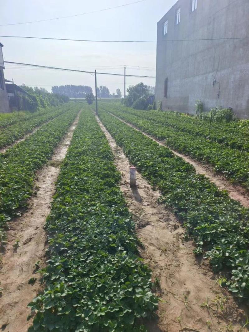 安徽阜阳妙香草莓苗保湿发货带土发货死苗补发根系粗壮品种纯正