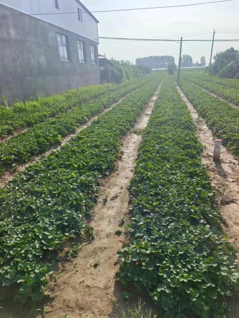 安徽阜阳妙香草莓苗保湿发货带土发货死苗补发根系粗壮品种纯正