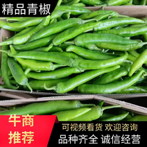 【精选】开封优质青椒品质保证产地直发货量充足