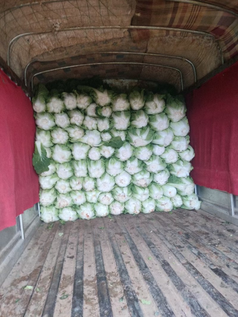 有需要的联系我，山地绍菜，好不好你们说了算