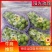 河北晋州阳光玫瑰葡萄一手货源可供市场商超视频看货欢迎订购