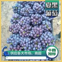 河北晋州夏黑葡萄汁多甜度高一手货源产地直供欢迎订购