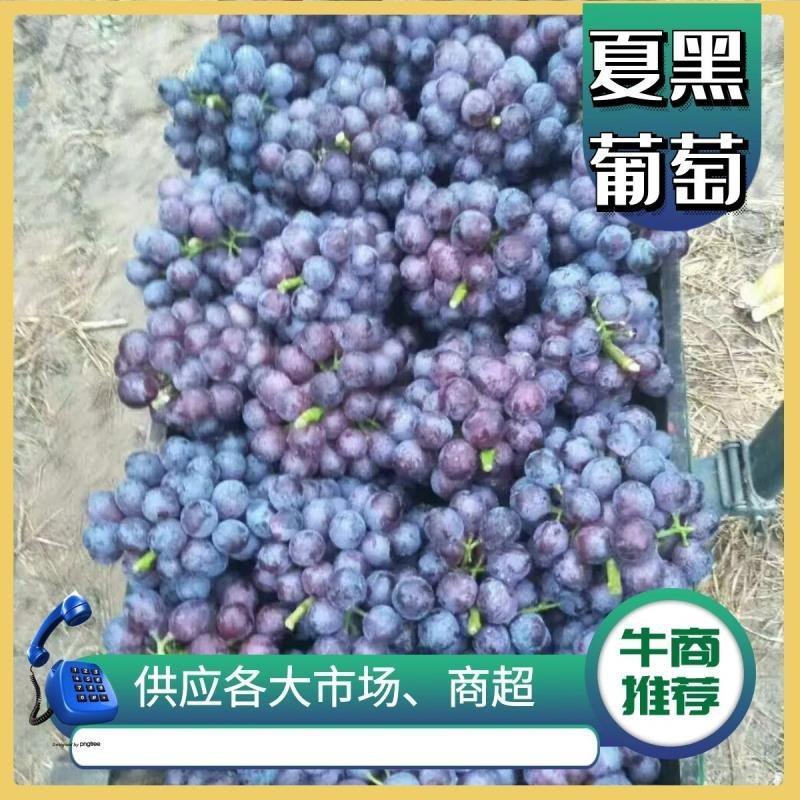河北晋州夏黑葡萄汁多甜度高一手货源产地直供欢迎电话订购