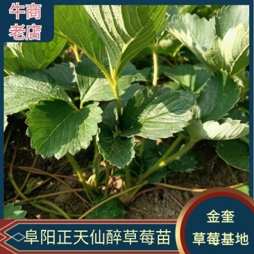 安徽阜阳颍泉天仙醉草莓苗自家种植一手货源现场看货订货全国发
