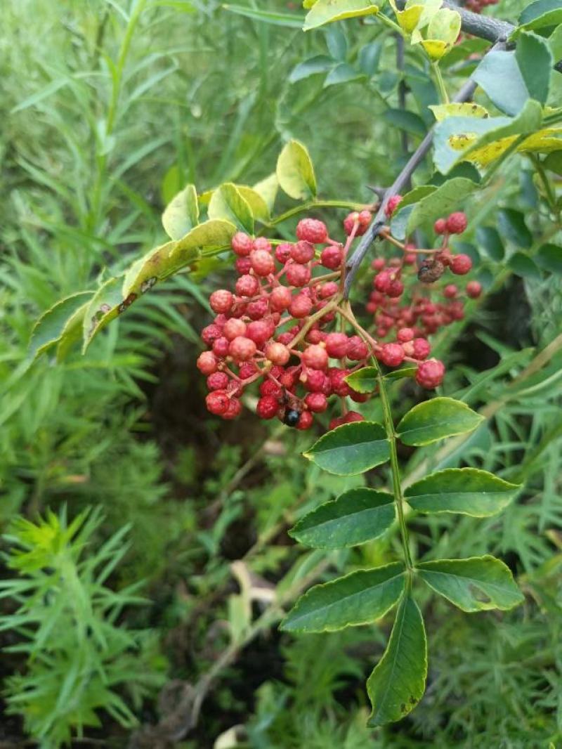 产地鲜花椒大量上市中