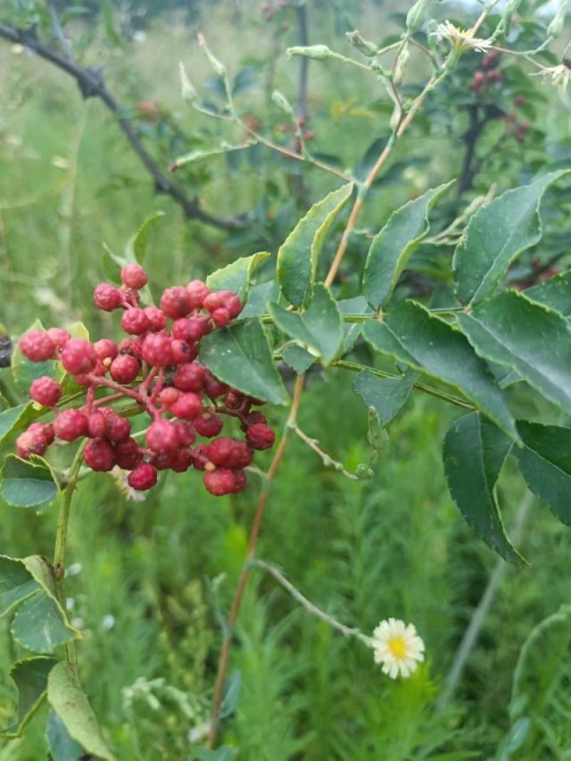 产地鲜花椒大量上市中