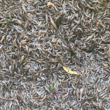 米虾［东北高山溪水虾］