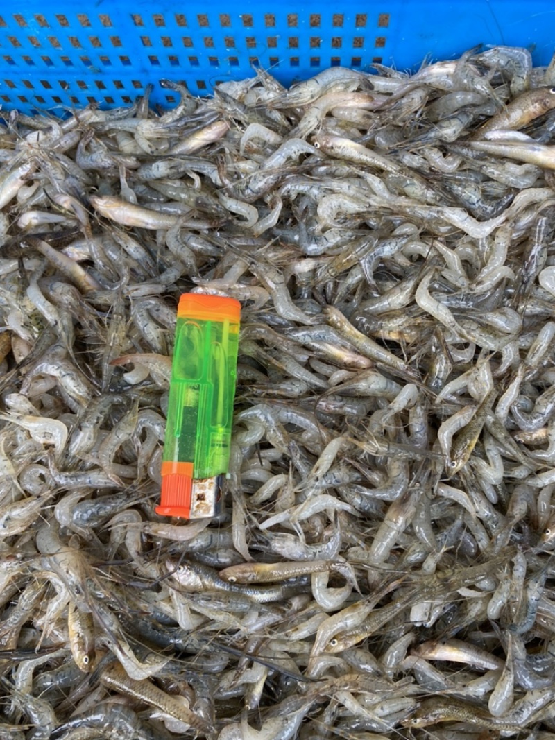 米虾［东北高山溪水虾］